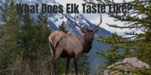 What Does Elk Taste Like? Find Out Here!